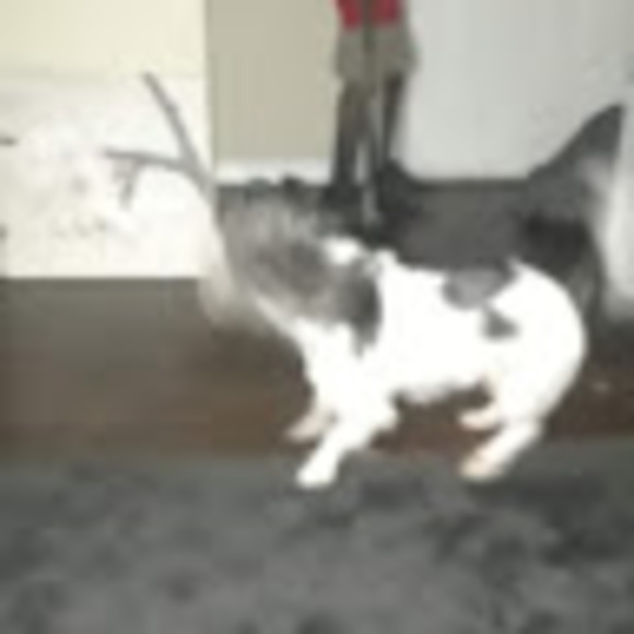 Meet your Posher, Kel l - Picture 1 of 1